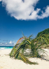 Palm tree by sea against sky