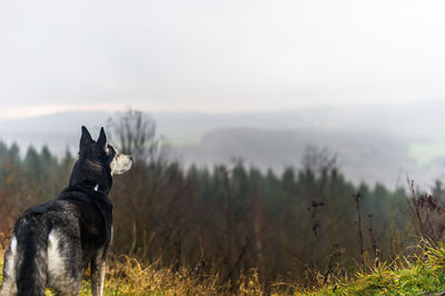 Dog on field against sky