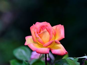 Close-up of an orange rose