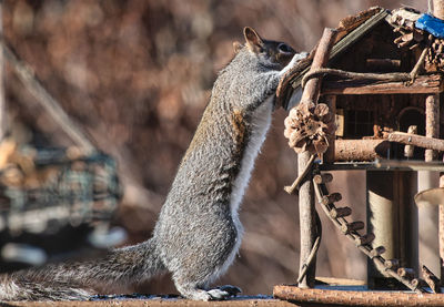 Close-up of squirrel