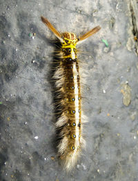 High angle view of bee