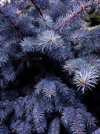 Full frame shot of pine tree