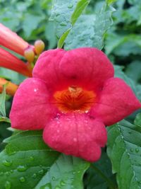 Close-up of wet red flower