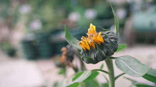 Close-up of flower against blurred background