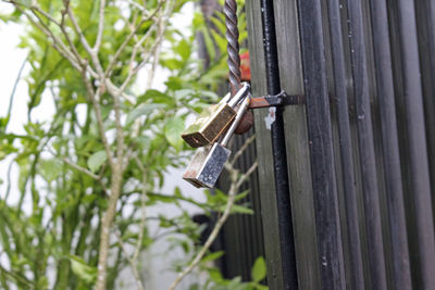 Close-up of a bird perching on metal structure