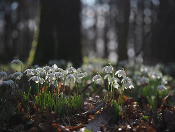 Close-up of flower in forest