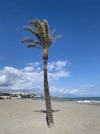Palm tree in the breeze on sabinillas beach in southern spain 