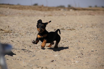 Black dog sitting on land