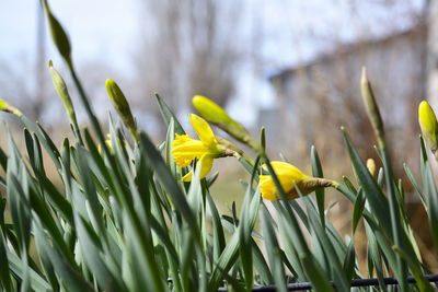 Close-up of yellow daffodil flowers on field