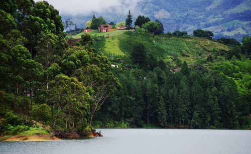 Scenic view of river in forest