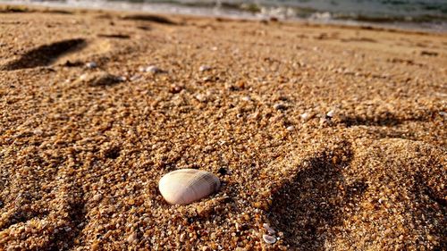 Close-up of shells on beach