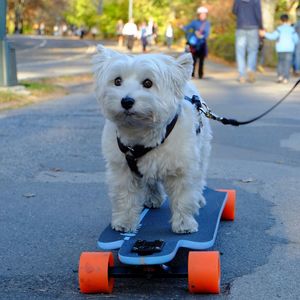 Dog riding a skateboard