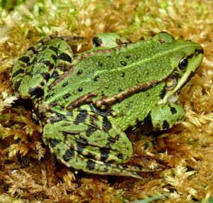 Close-up of green lizard