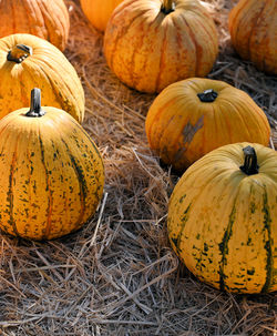 High angle view of pumpkins on field