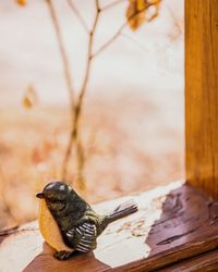 Close-up of bird perching on wood