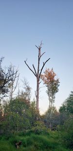 Bare tree on field against clear sky