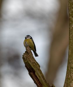 Close-up of bird perching on a tree