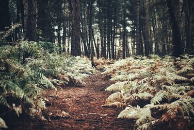 Trees growing in forest