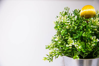Close-up of potted plant against white background
