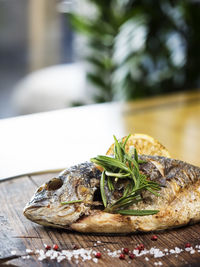 Close-up of grilled gilthead bream garnish with herbs served in plate