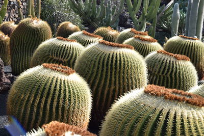High angle view of succulent plants on field