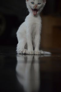 White cat sitting on floor