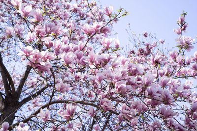 Beautiful magnolia tree