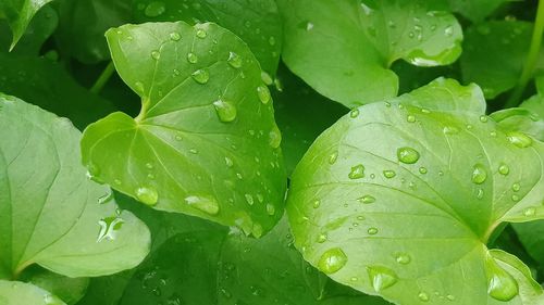 Full frame shot of wet leaves