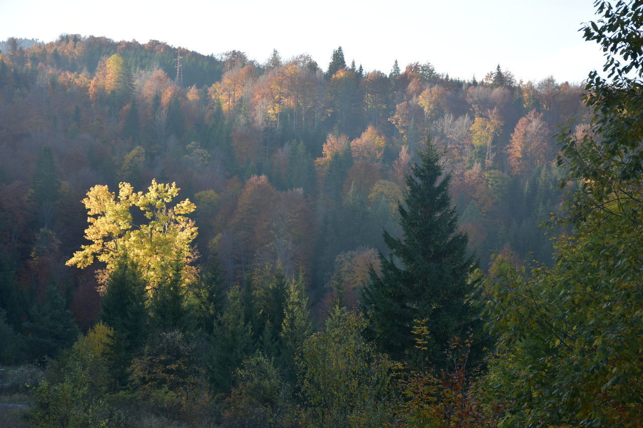 TREES IN FOREST DURING AUTUMN