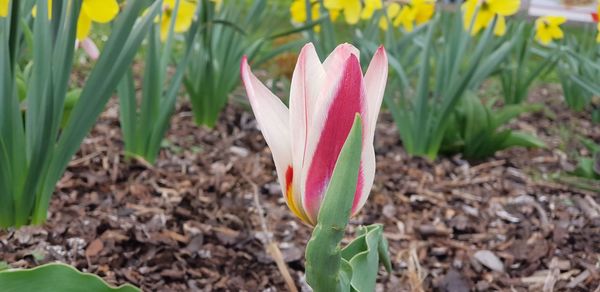 Close-up of pink crocus flowers on field