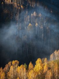 High angle view of trees in forest