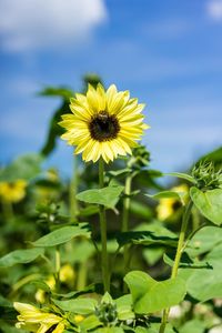 Close-up of yellow flowering plant against sky