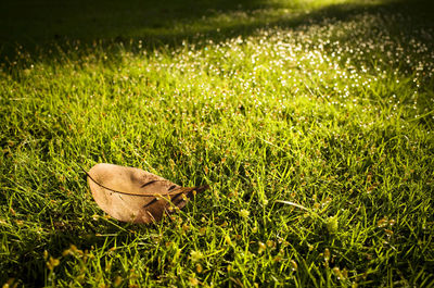 Close-up of fresh green grass in field