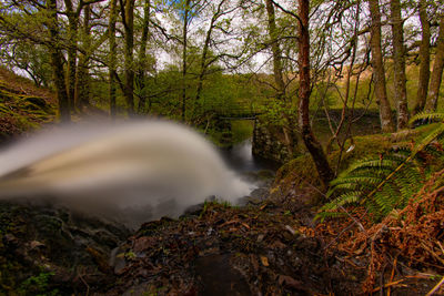 Stream flowing amidst trees in forest