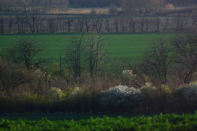 Scenic view of field