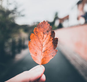 Close-up of hand holding leaf during autumn