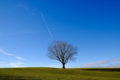 Trees on field against cloudy sky