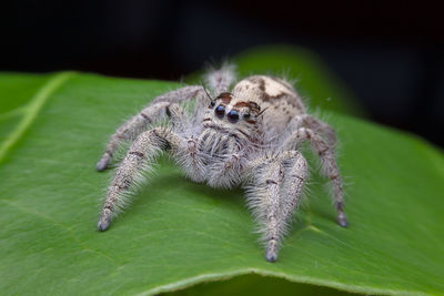 Close-up of spider on leaf