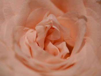 Close-up of rose bouquet
