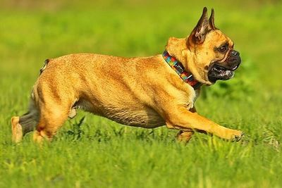 Dog standing on grassy field