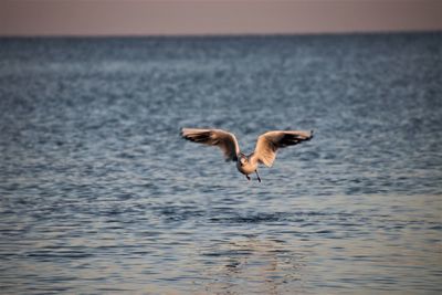 Bird flying over sea against sky