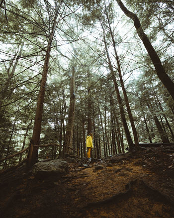 REAR VIEW OF MAN STANDING BY TREE IN FOREST