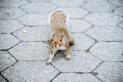 Squirrel on city pavement