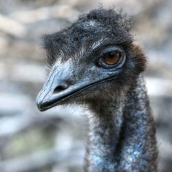 Close-up portrait of ostrich