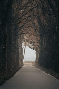 Road amidst bare trees