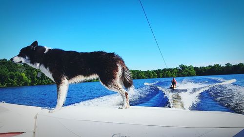 Dog on shore against blue sky