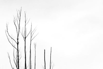 Low angle view of bare tree against clear sky