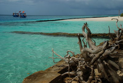 View of driftwood on beach