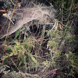 Full frame shot of spider web