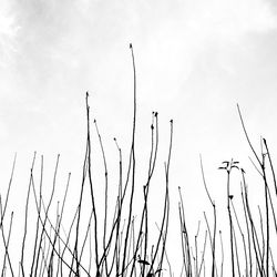 Low angle view of plants against sky